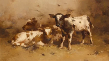 Drie kalveren in een schuur